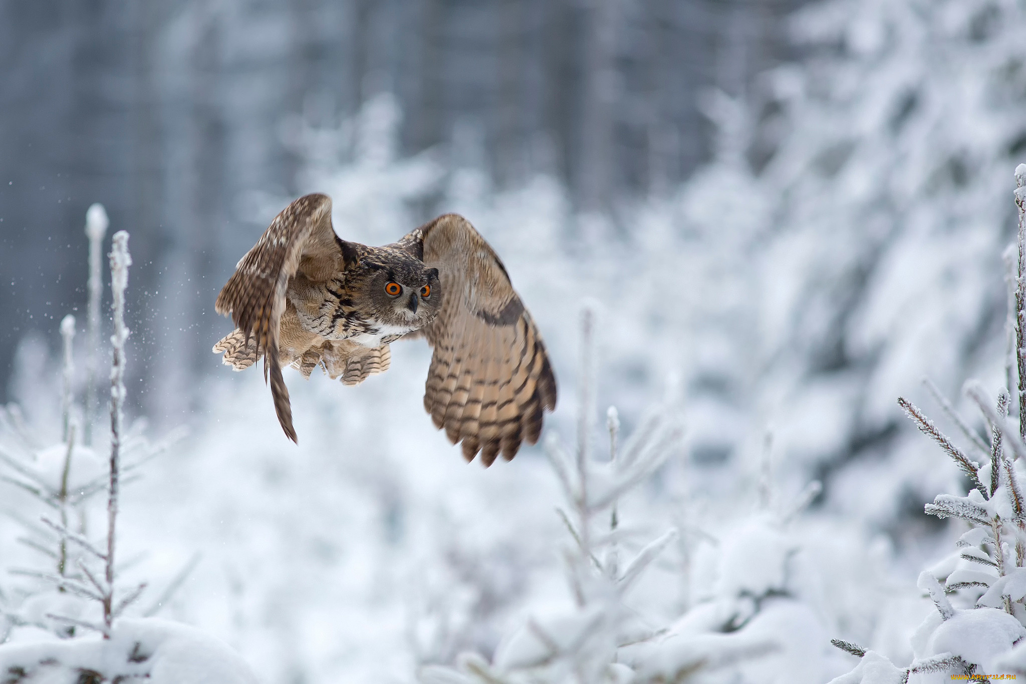 , , , , eagle, owl, 